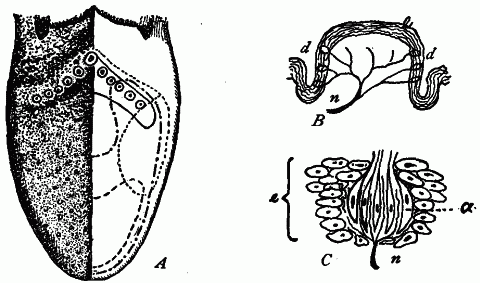 Fig. 146