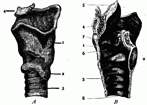 Fig. 149