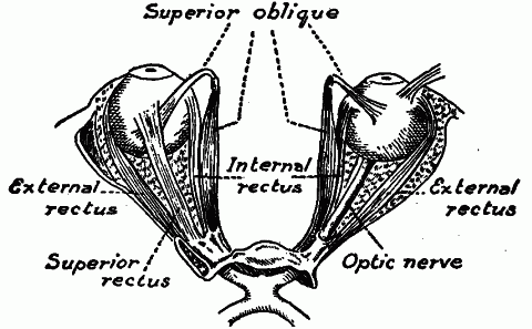 Fig. 162