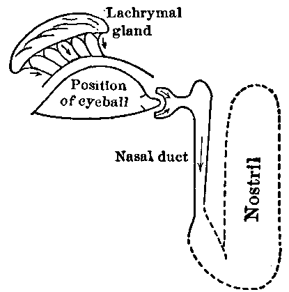 Fig. 163