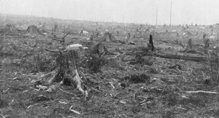 BAD FORESTRY MANAGEMENT. Forest cut clear and burned over, all the young growth destroyed, and nothing left except costly replanting. Photograph by U. S. Forest Service.