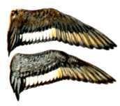 Lesser Hen and Drake Wing