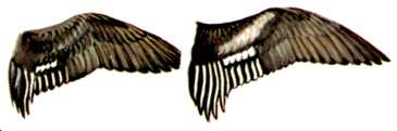 Hen and Drake Wing