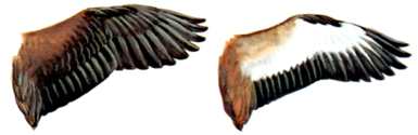 Fulvous and Black-Bellied Wing