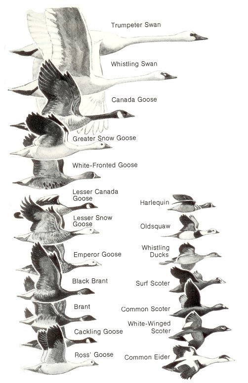 Trumpeter Swan, Whistling Swan, Canada Goose, Greater Snow Goose, White-Fronted Goose, Lesser Canada Goose, Lesser Snow Goose, Emperor Goose, Black Brant, Brant, Cackling Goose, Ross' Goose, Harlequin, Oldsquaw, Whistling Ducks, Surf Scoter, Common Scoter, White-Winged Scoter and Common Eider