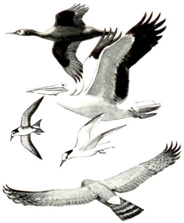 Cormorant, White Pelican, Black Tern, Common Tern and Marsh Hawk