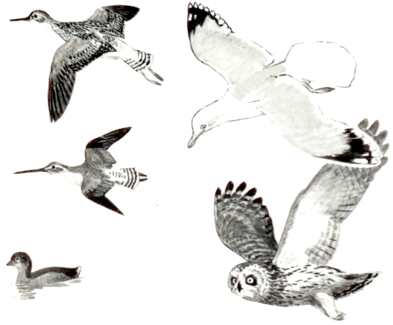 Yellowlegs, Herring Gull, Dowitcher, Grebe and Short-Eared Owl