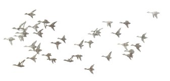 Typical Flock Pattern