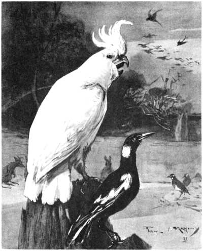 THE COCKATOO JUDGE