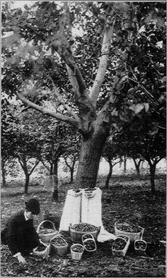 Mr. E.C. Pomeroy, Gathering English Walnuts on His Farm in Lockport, N.Y.