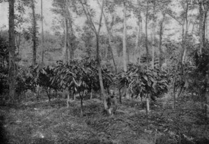 CACAO TREES, SHADED BY KAPOK (_Eriodendron Anfractuosum_) IN JAVA. (reproduced from van Hall's _Cocoa_, by permission of Messrs. Macmillan & Co.)