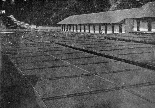 CACAO DRYING PLATFORMS, SAN THOMÉ. Three tiers of trays on rails. (Reproduced by permission from the Imperial Institute series of Handbooks to the Commercial Resources of the Tropics).