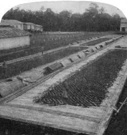 RAKING CACAO BEANS ON THE DRIERS.