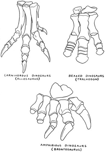 Fig. 8.: Hind Feet of Dinosaurs, to show the three chief types (Theropoda, Orthopoda, Sauropoda).