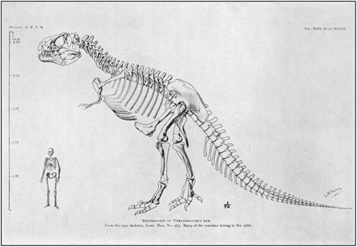 Fig. 16.: Skeleton of Tyrannosaurus in comparison with human skeleton.