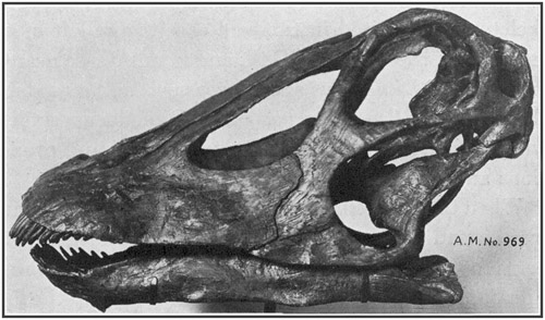 Fig. 23.: Skull of Diplodocus from Bone-Cabin Quarry, north of Medicine Bow, Wyoming.