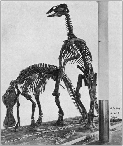 Fig. 28.: Mounted Skeletons of Trachodon in the American Museum.