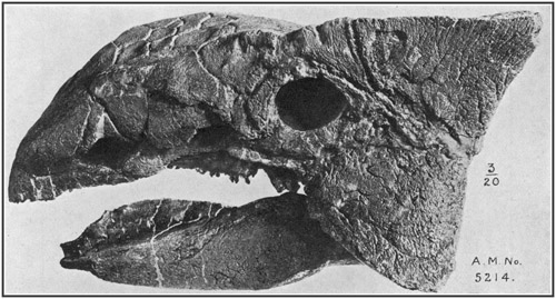 Fig. 35.: Skull and lower jaw of Armored Dinosaur Ankylosaurus, from Upper Cretacic (Edmonton formation) of Alberta. Left side view.