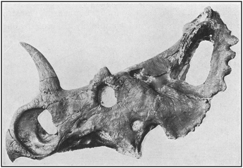 Fig. 39.: Skull of Monoclonius, a horned dinosaur from the Cretacic (Belly River formation) of Alberta.