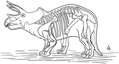 Fig. 40.: Outline sketch restoration of Triceratops, from the mounted skeleton in the National Museum.