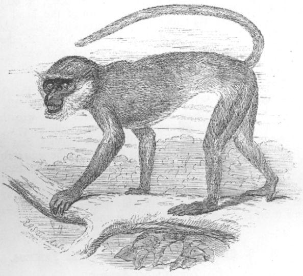 Presbytes entellus