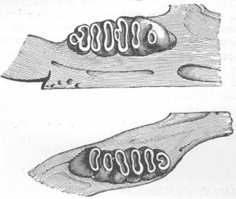 Dentition of Gerbillus.