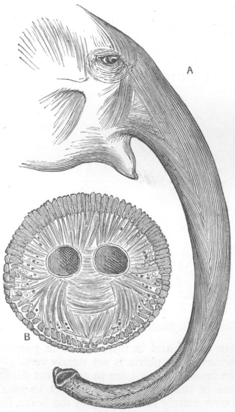 Muscles of Elephant's Trunk.