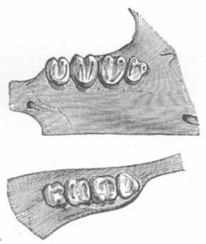 Dentition of Dormouse.