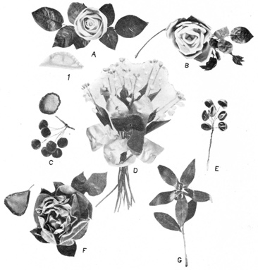 A. AMERICAN BEAUTY ROSE WITH DETAIL. B. RIBBON ROSE. C. CHERRIES WITH DETAIL. D. ORCHIDS WITH LILIES OF THE VALLEY. E. RAISINS. F. WIRED ROSE WITH DETAIL. G. POINSETTIA.