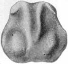 Fig. 22