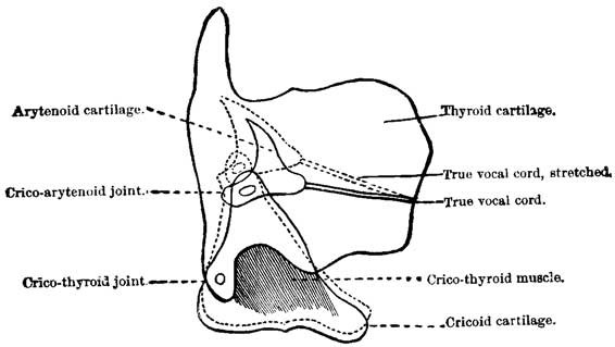 Fig. 30