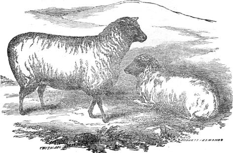 Southdown ewe