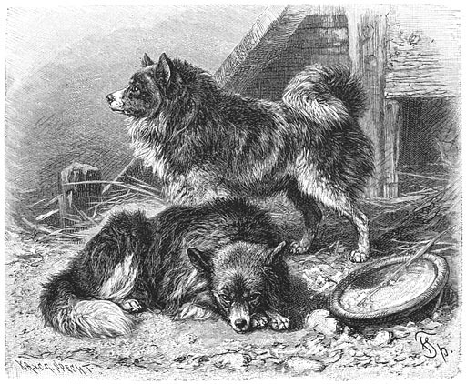 Keeshond (Canis familiaris domesticus pomeranus). 1/10 v. d. ware grootte.