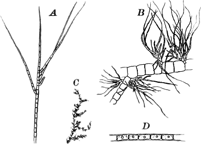 Fig. 14.