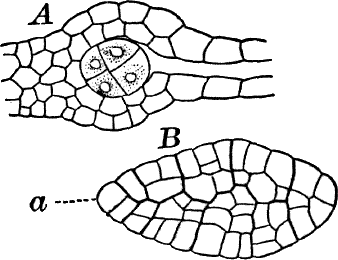 Fig. 62.