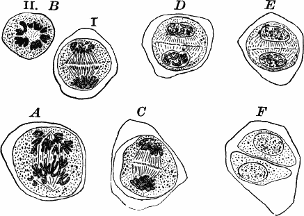 Fig. 128.