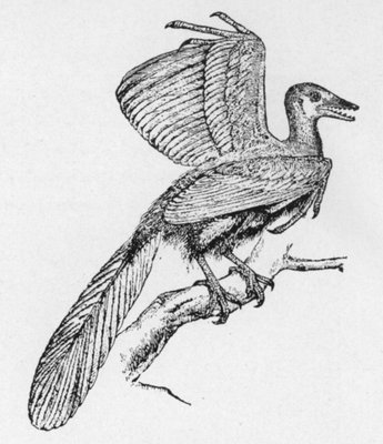 THE ARCHÆOPTERYX