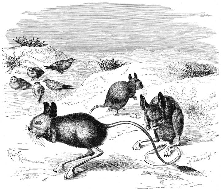 Woestĳn-springmuis (Dipus aegyptius). ½ v.d. ware grootte.