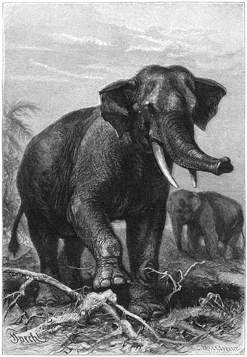 Aziatische Olifant (Elephas asiaticus).