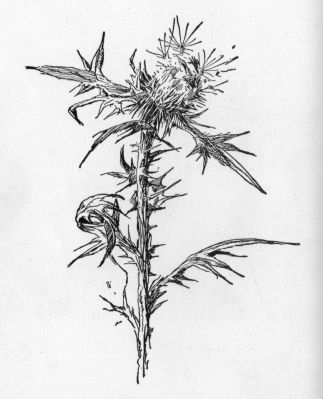 Thistle