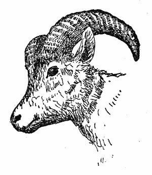 line drawing, mountain sheep