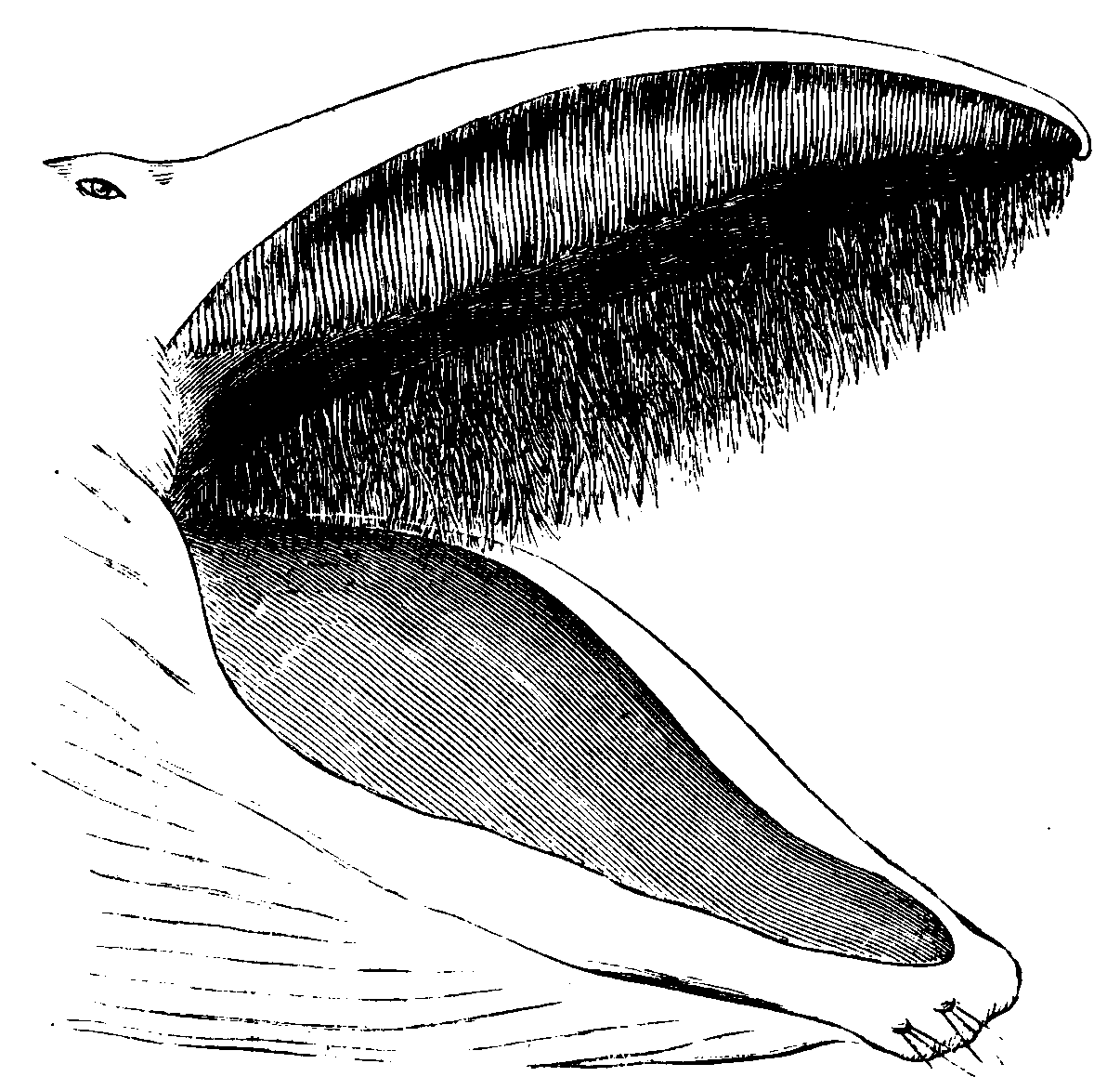 Mouth of a whale.