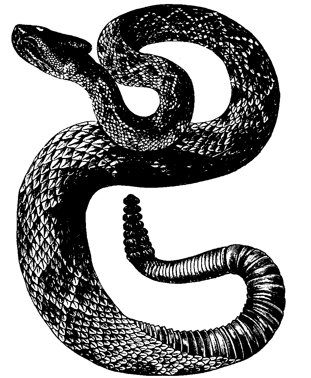 Rattlesnake.