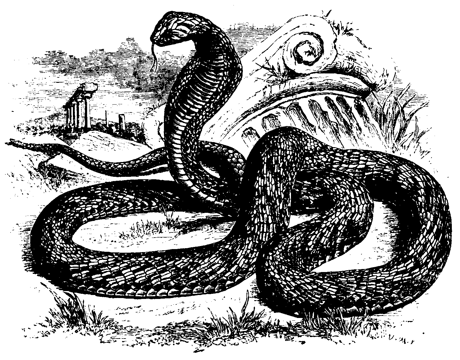 Cobra.