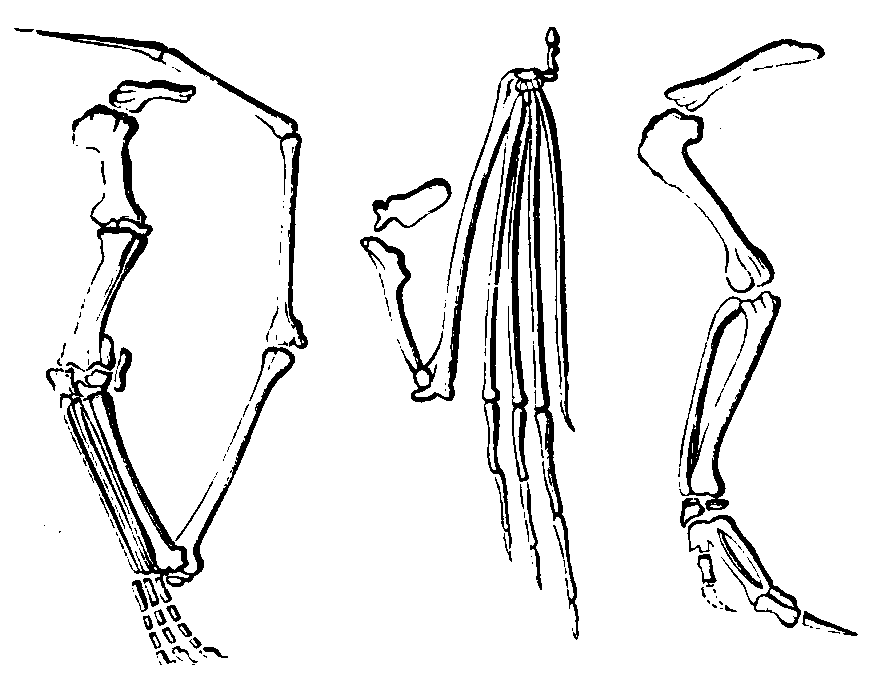 Wingbones of pterodactyle, bat, and bird.