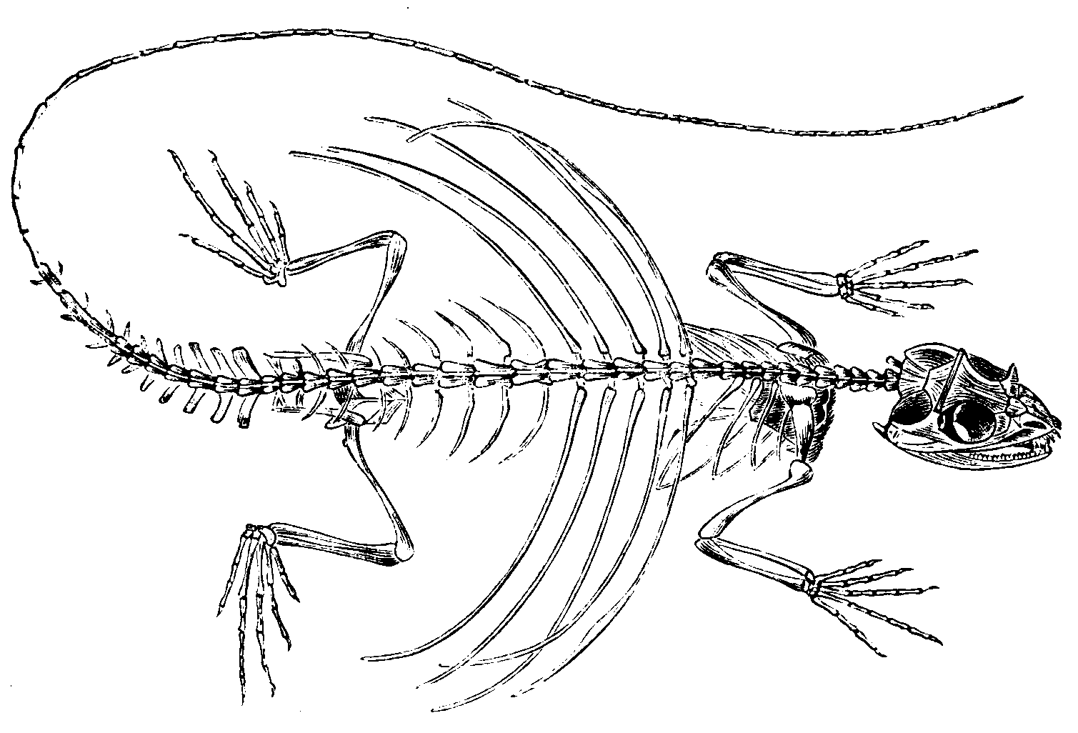 Skeleton of the flying-dragon.