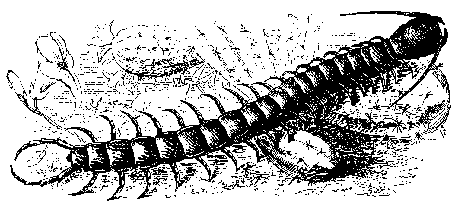 A centipede.