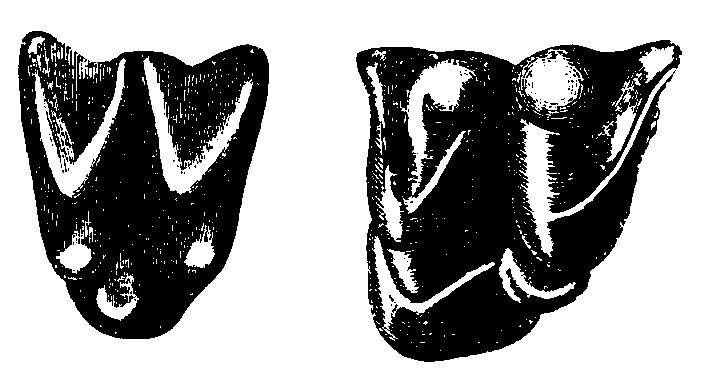 Teeth of Urotrichus and Perameles.