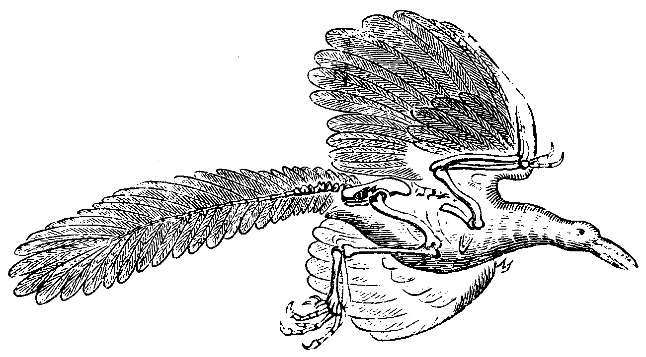 The Archeopteryx.