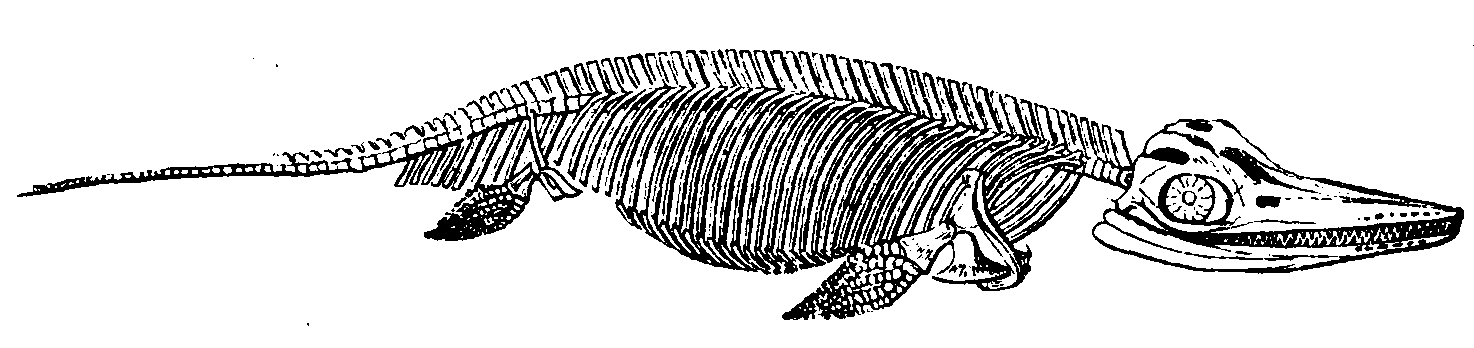 Skeleton of an Ichthyosaurus.
